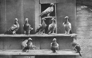 l'enigme des pigeons